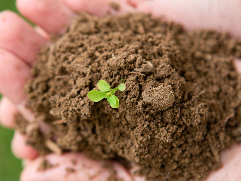 QUIZ: How much do you know about soil?