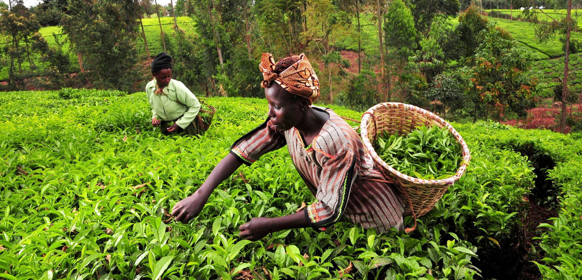 Agriculture In Southern Africa European Commission