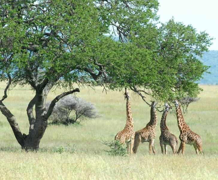 European Support to Africa's Natural Treasures