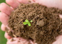 QUIZ: How much do you know about soil?